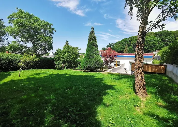 Sturmmöwe Binz